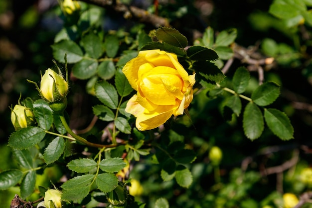 Lindo arbusto de rosas amarelas no jardim