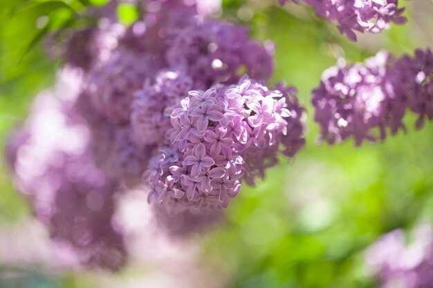 Lindo arbusto lilás floresce. Dia de sol brilhante. bom tempo