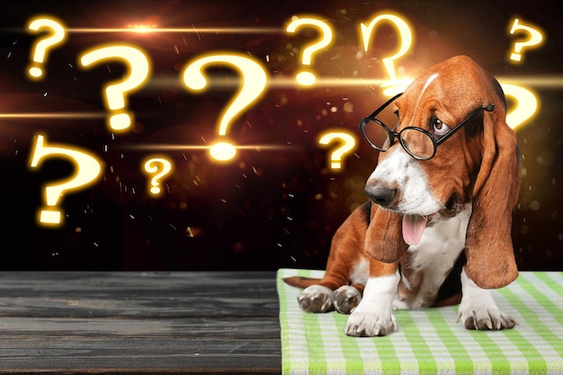Lindo basset hound dog con anteojos y signos de interrogación