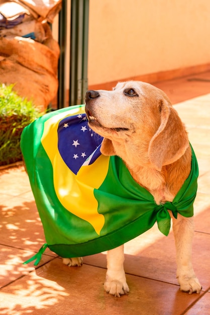 Foto lindo beagle con gafas amarillas y bandera animando a brasil para que sea el campeón