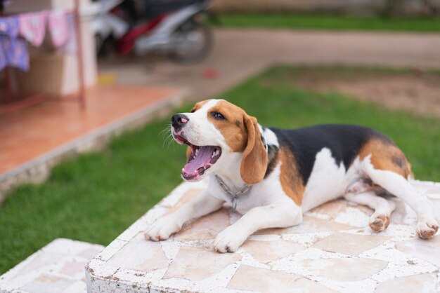 Lindo beagle na mesa branca