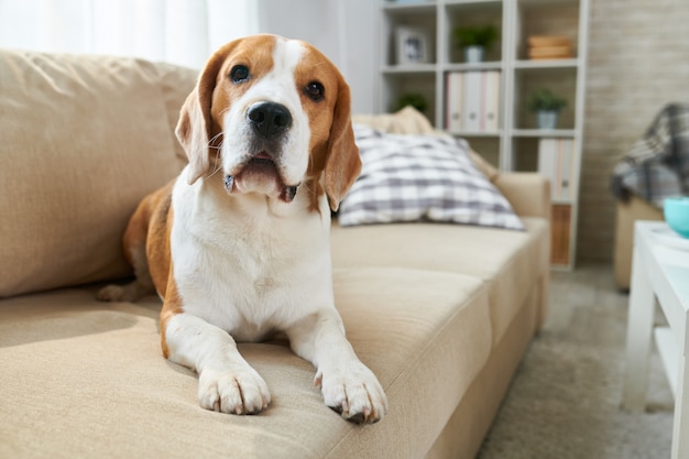 Lindo Beagle recostado en un sofá