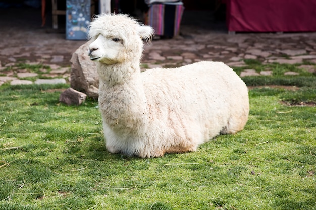 Lindo bebe alpaca