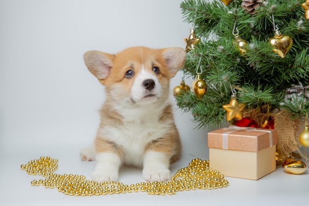 Lindo bebé cachorro welsh corgi en un fondo de Año Nuevo cerca del árbol de Navidad