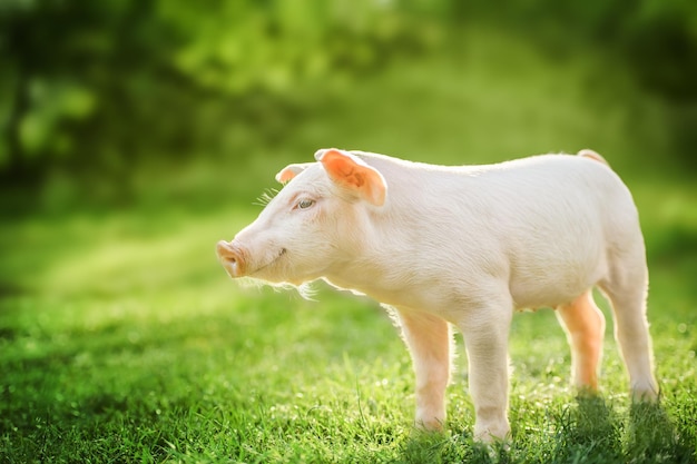 Lindo bebé cerdito relajante sobre fondo de hierba verde