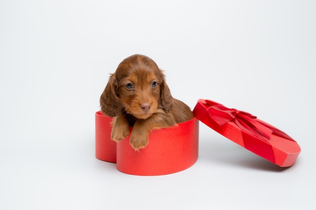 Lindo bebé dachshunds en una caja de regalo roja sobre un fondo blanco.