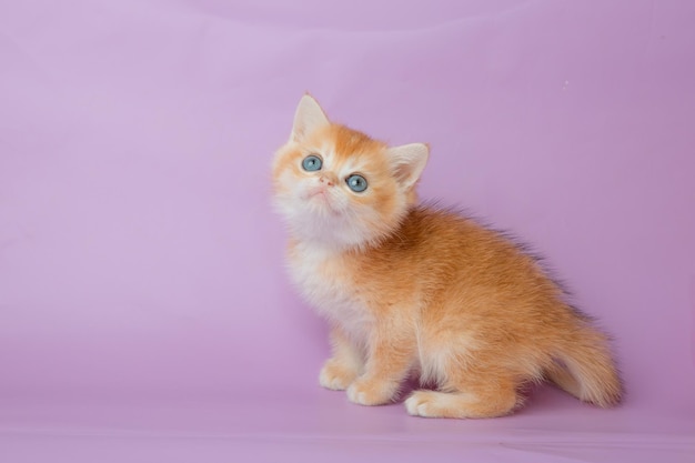 Lindo bebé gatito rojo sobre fondo púrpura