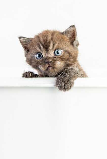 Lindo bebé gato sobre fondo blanco