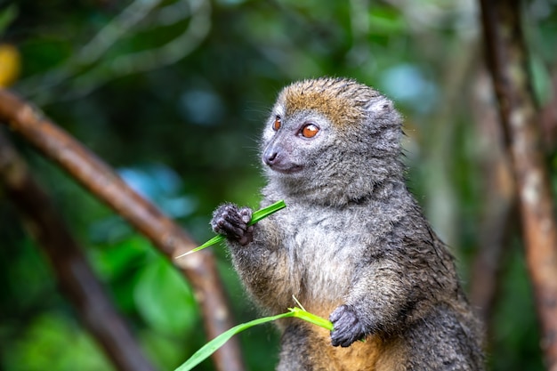 Lindo bebé lémur de cola anillada en la naturaleza