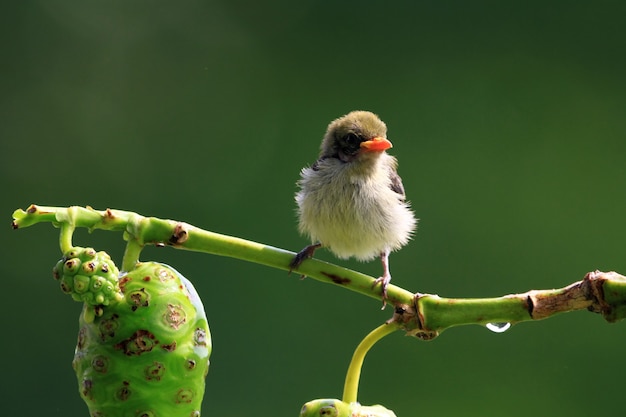 Lindo bebé pájaro Kemande Dicaeum trochileum