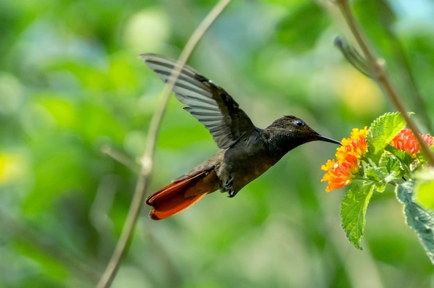 Lindo beija-flor, alimentando-se do néctar das flores