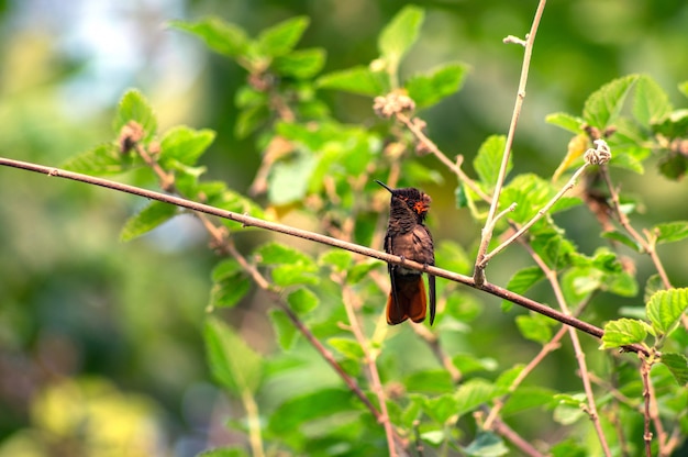 lindo beija-flor descansando em um galho