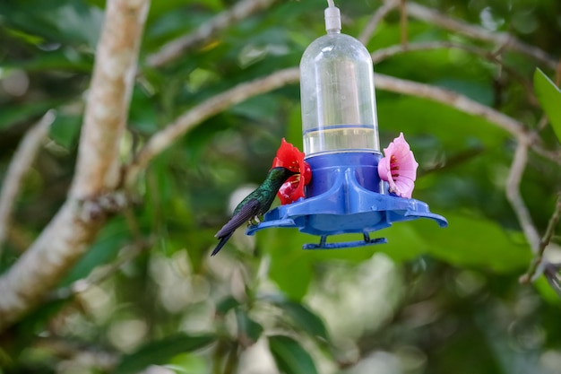 Lindo beija-flor pegando água na natureza