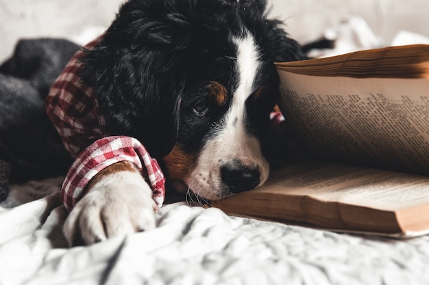 Lindo bernese mountain dog com camisa vermelha no cobertor com um livro e óculos.