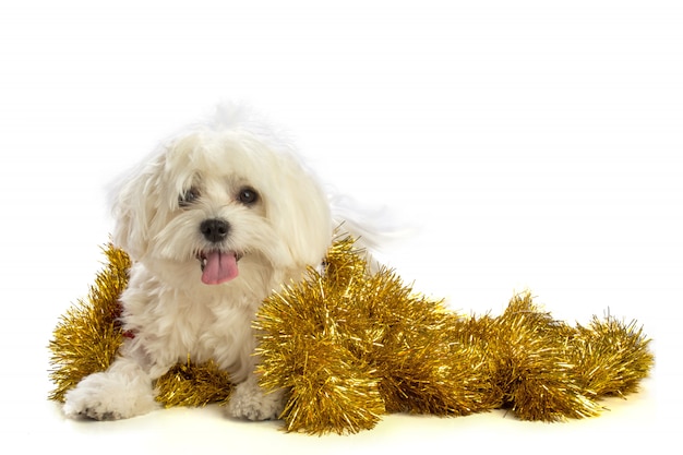 Foto lindo bichon no natal