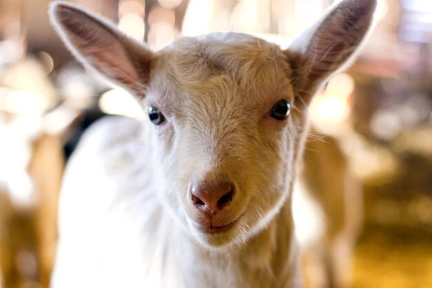 Lindo y blanco cabrito