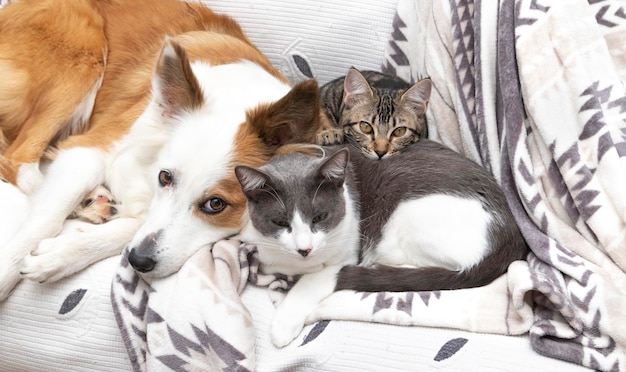 Un lindo Border Collie, un gato gris y blanco y un gatito americano acostados juntos en un sofá.