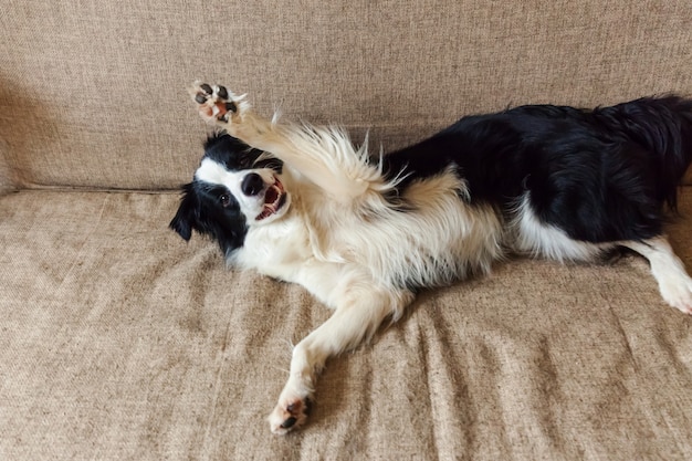 lindo border collie en el sofá