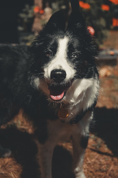 Lindo Border Collie