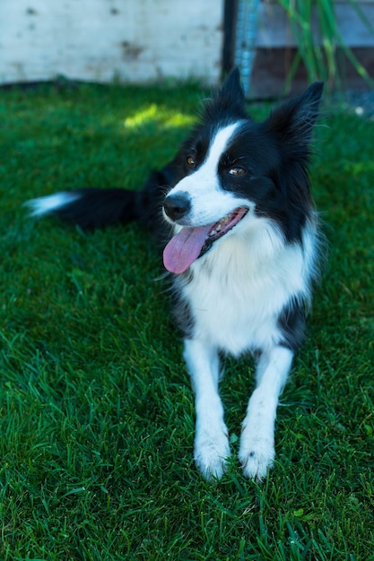 Lindo Border Collie