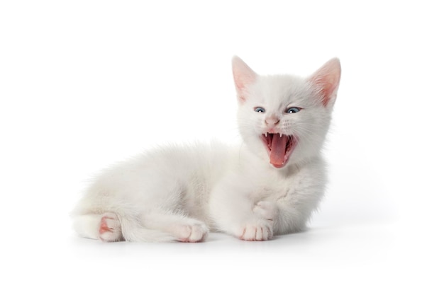 Lindo bostezo lindo gatito blanco con ojos azules sobre fondo blanco.