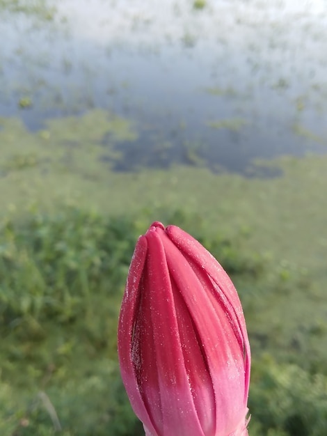 Lindo botão de nenúfar em botão de flor de lírio vermelho