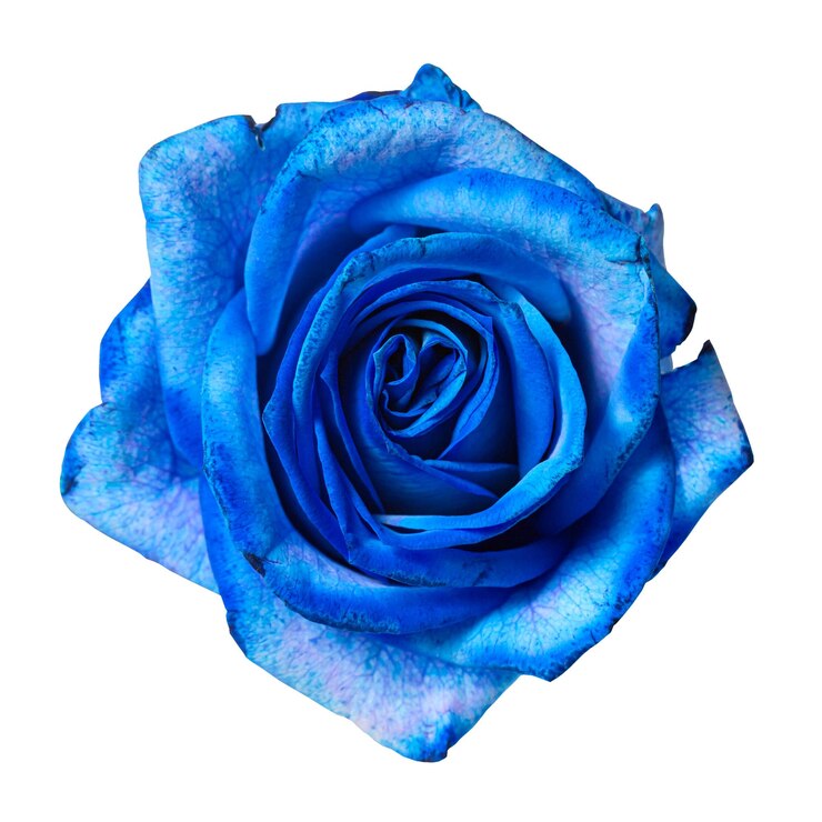 Foto lindo botão de rosa azul isolado no fundo branco.