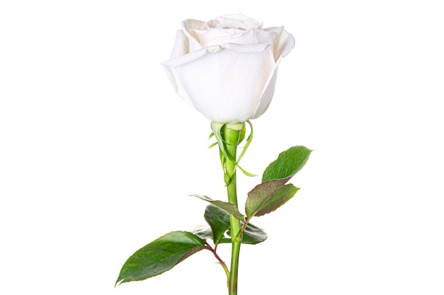 Lindo botão de rosa branca isolado no fundo branco.