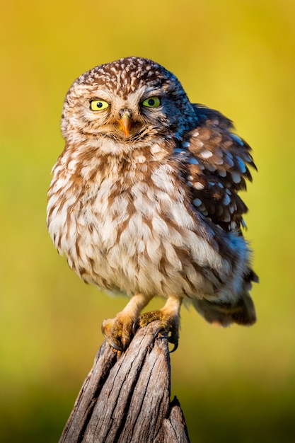 Lindo búho, pájaro pequeño con ojos grandes