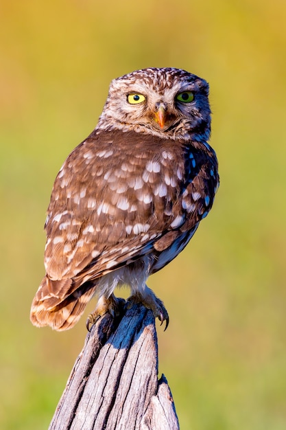 Lindo búho, pájaro pequeño con ojos grandes