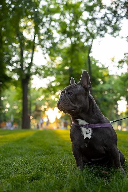 Lindo buldogue francês preto sendo treinado no parque ao pôr do sol desvia o olhar com a língua de fora