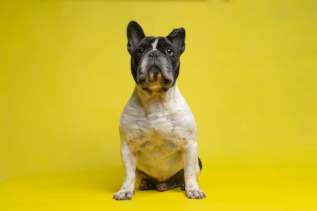 Lindo buldogue francês sentado