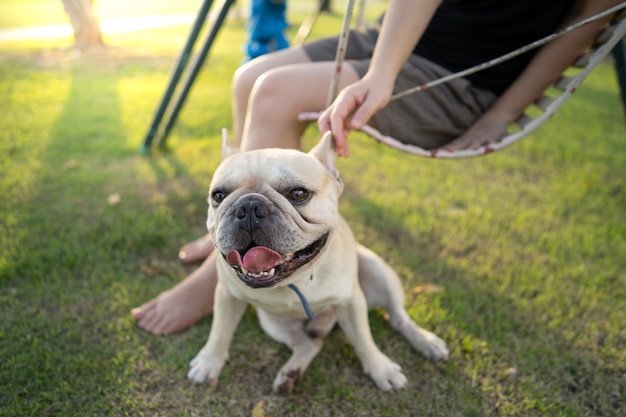 Lindo buldogue francês sentar-se com seu dono