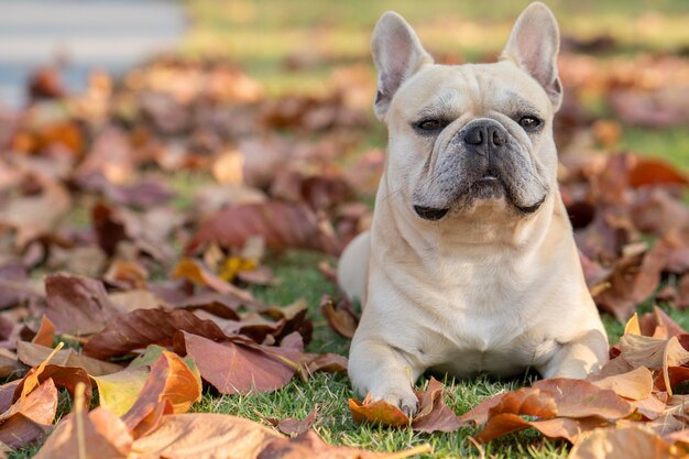 Lindo bulldog francés acostado en hojas de otoño