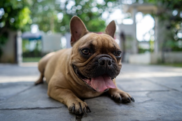 Lindo bulldog francés acostado con lengua colgando al aire libre