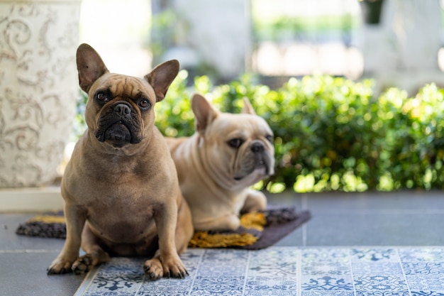 Lindo bulldog francés acostado en el piso de baldosas interiores