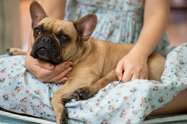 Lindo bulldog francés acostado en el regazo de una mujer en el interior