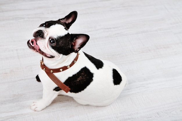 Foto lindo bulldog francés en la habitación