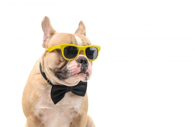 Lindo bulldog francés marrón con gafas de sol y pajarita negra