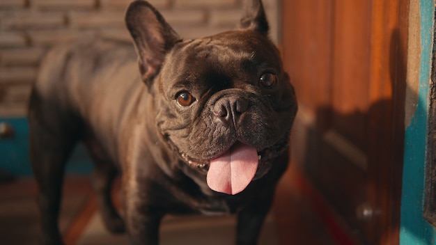 Lindo bulldog francés negro enfrente de la puerta.