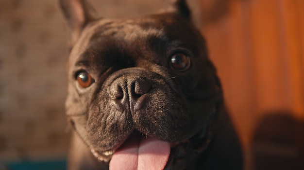 Lindo bulldog francés negro enfrente de la puerta.