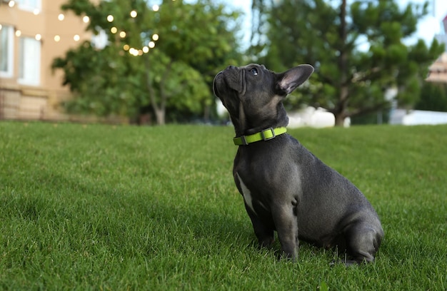 Lindo bulldog francês no gramado verde no parque