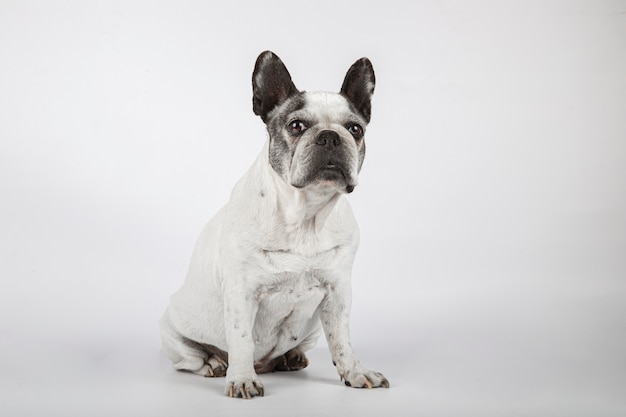 Lindo bulldog francês, olhando para a câmera, isolada no fundo branco