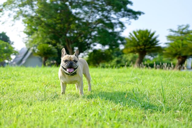 Lindo bulldog francés de pie en el campo contra la palmera