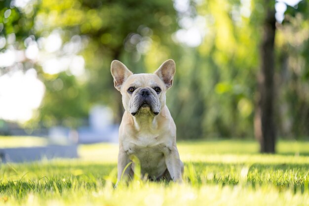 Lindo bulldog francés sentado en el campo en la mañana