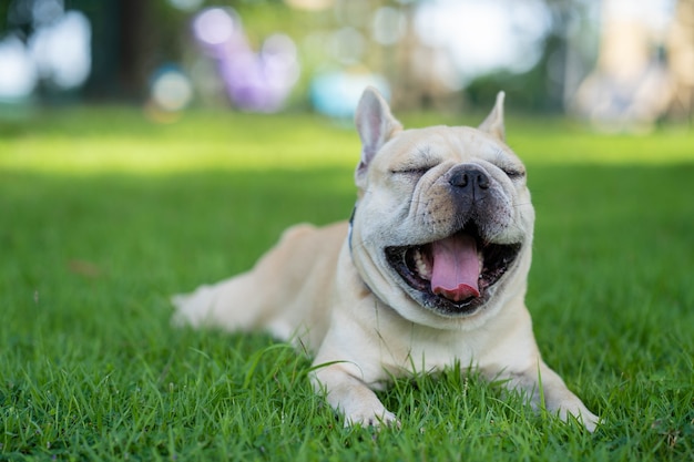 Lindo bulldog francés sentado en el jardín