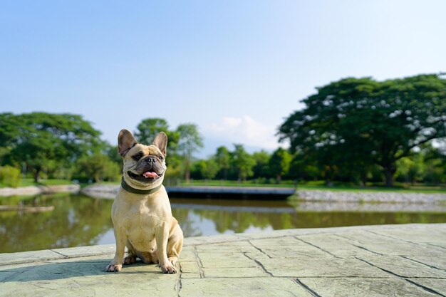 Lindo bulldog francês sentado perto do lago