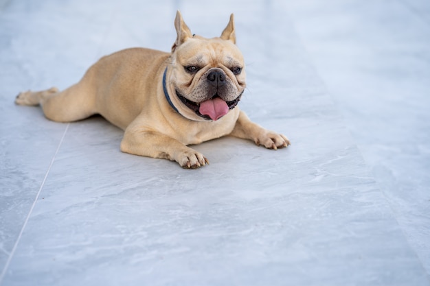 Lindo bulldog francés tirado en el piso de mármol