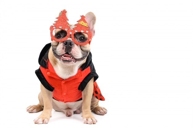 Foto lindo bulldog francés usa gafas de navidad y sentado aislado