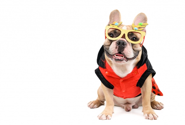 Lindo Bulldog Francés vistiendo un disfraz